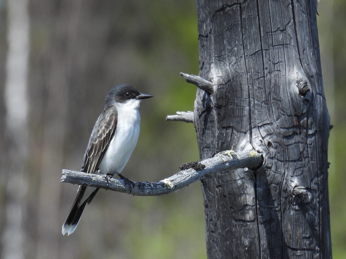 Eastern Kingbird - ML620309398