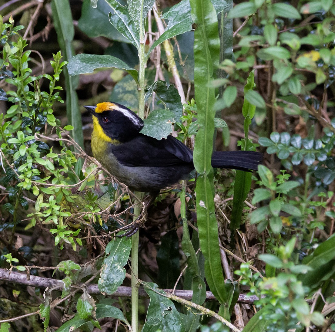 Pale-naped Brushfinch - ML620309412