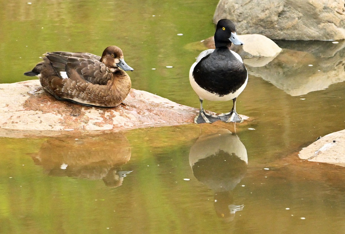 Lesser Scaup - ML620309422