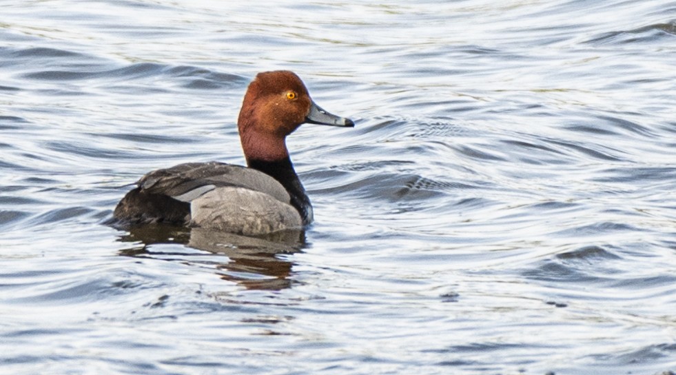 Redhead - ML620309424