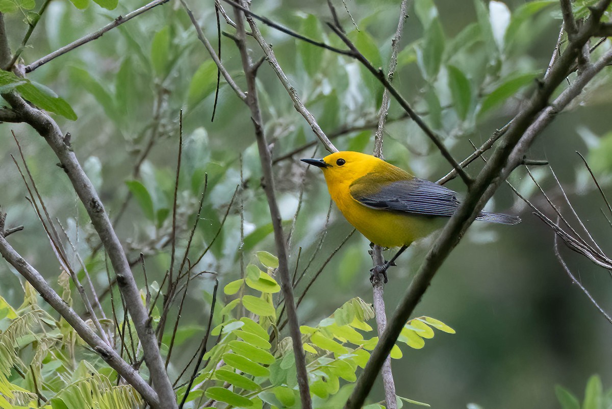 Prothonotary Warbler - ML620309427