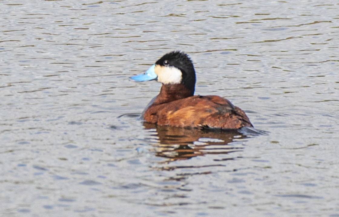 Ruddy Duck - ML620309435