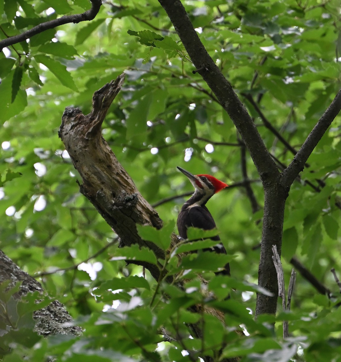 Pileated Woodpecker - ML620309438