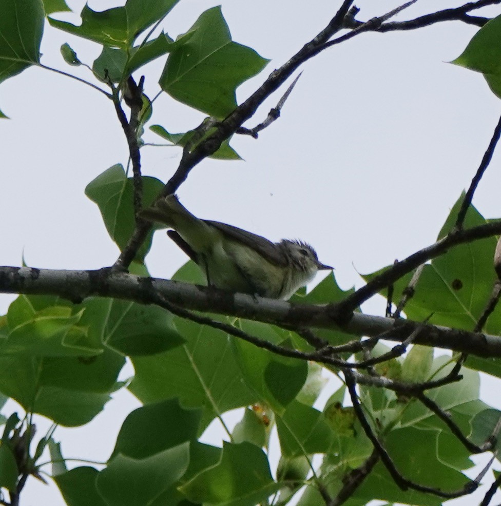 sangvireo - ML620309446