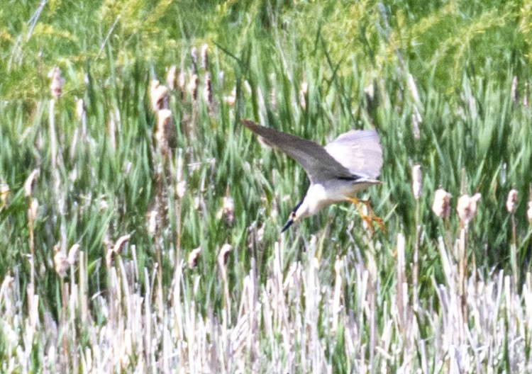 Black-crowned Night Heron - ML620309451