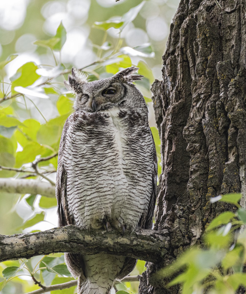 Great Horned Owl - ML620309456