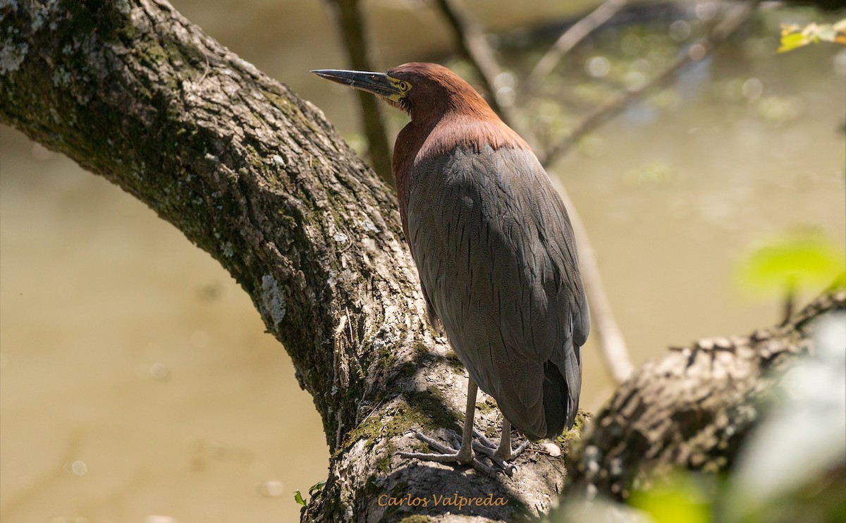 Rufescent Tiger-Heron - ML620309460