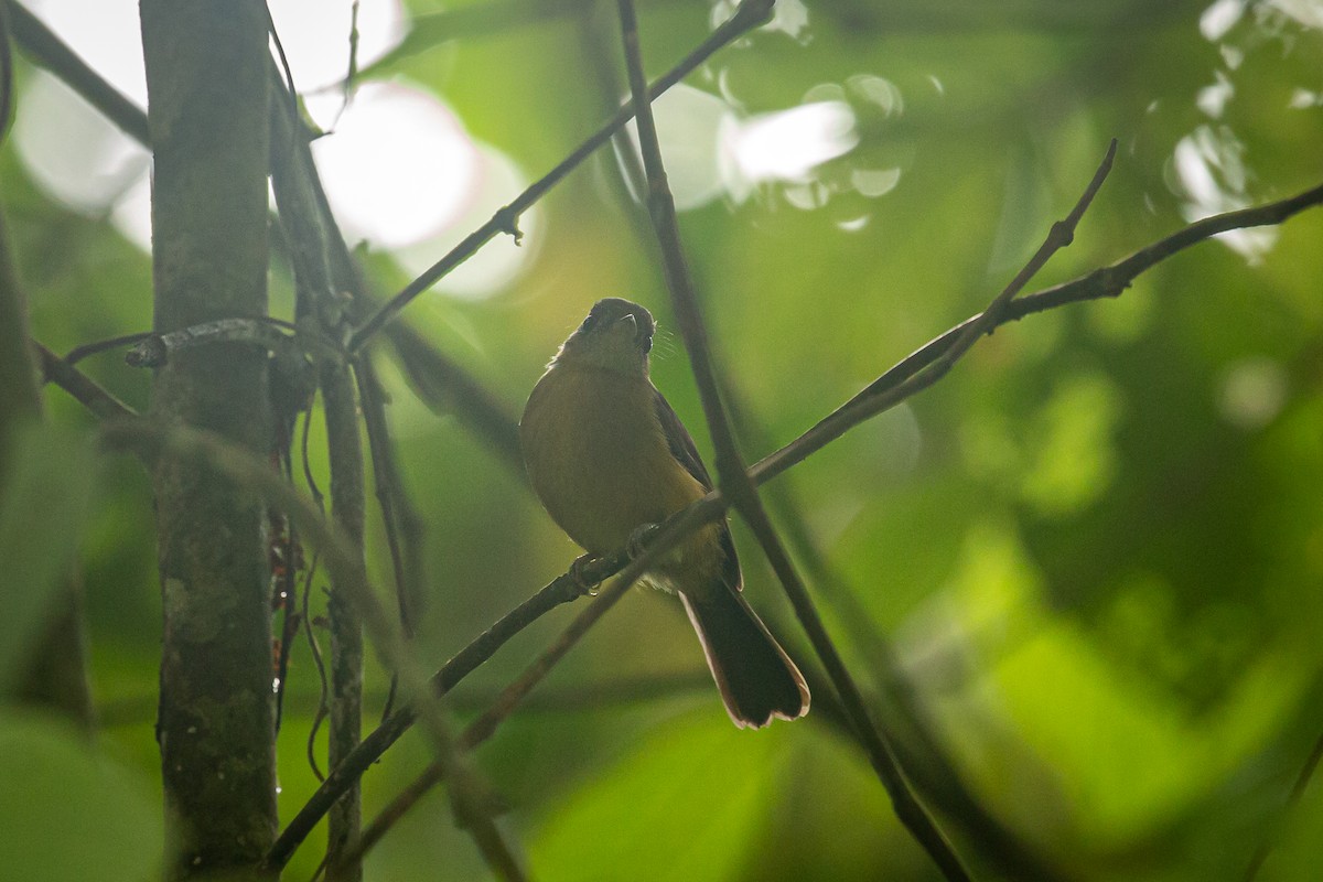 Tawny-breasted Flycatcher - ML620309462