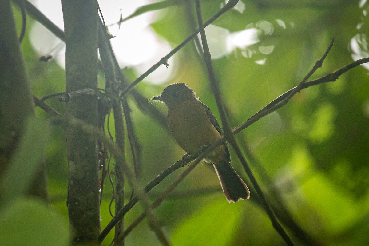 Tawny-breasted Flycatcher - ML620309463