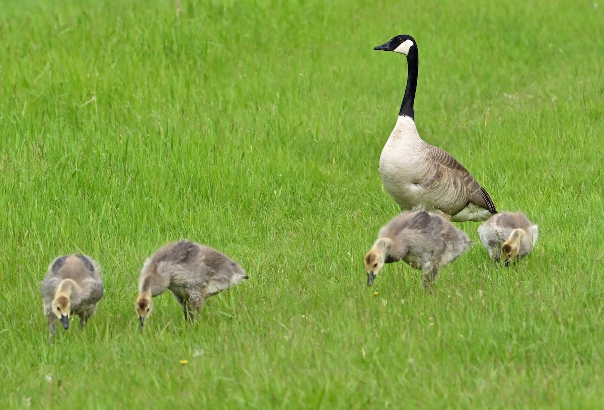 Canada Goose - ML620309467