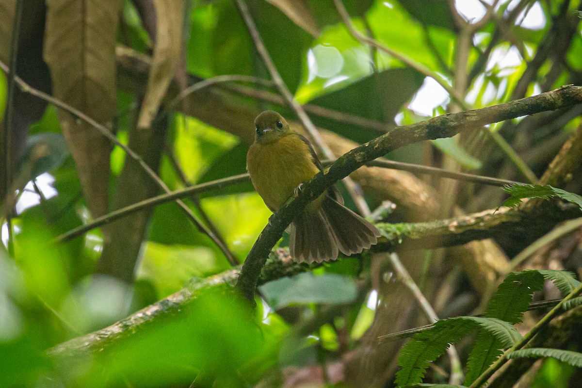 Tawny-breasted Flycatcher - ML620309470