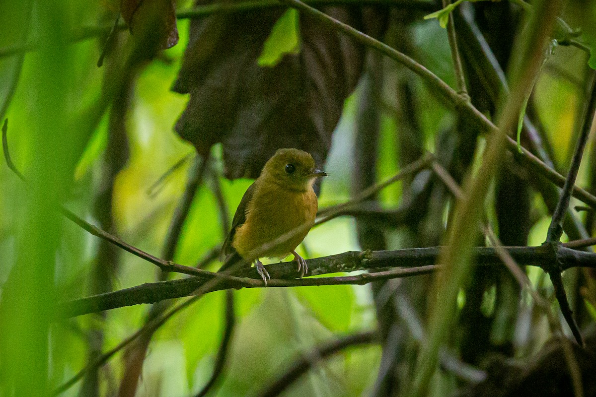 Tawny-breasted Flycatcher - ML620309473