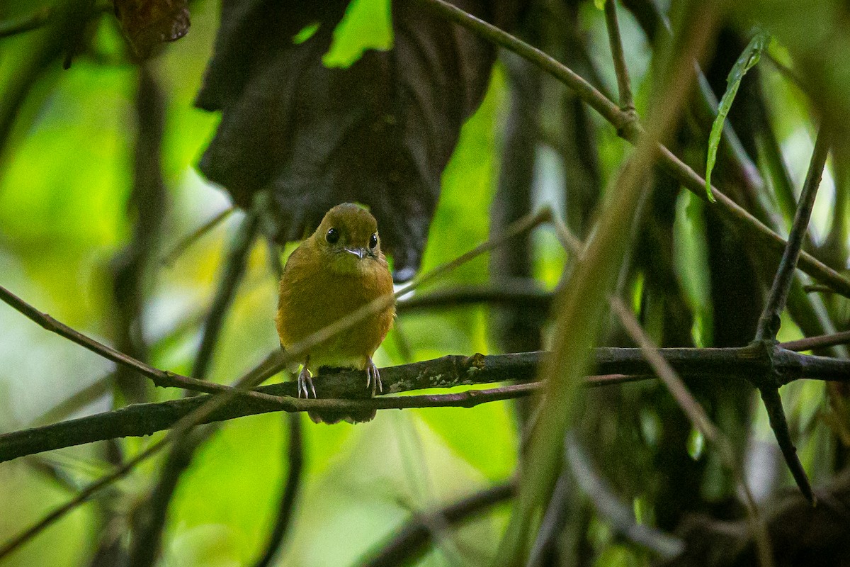 Tawny-breasted Flycatcher - ML620309475