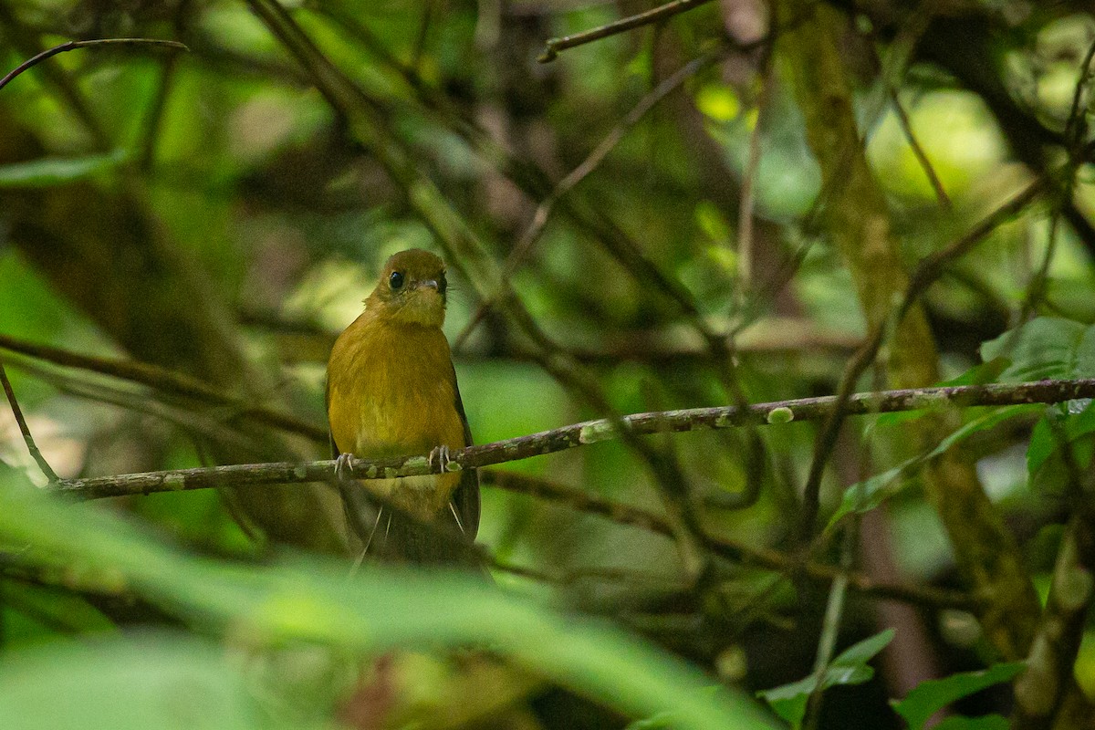 Tawny-breasted Flycatcher - ML620309476