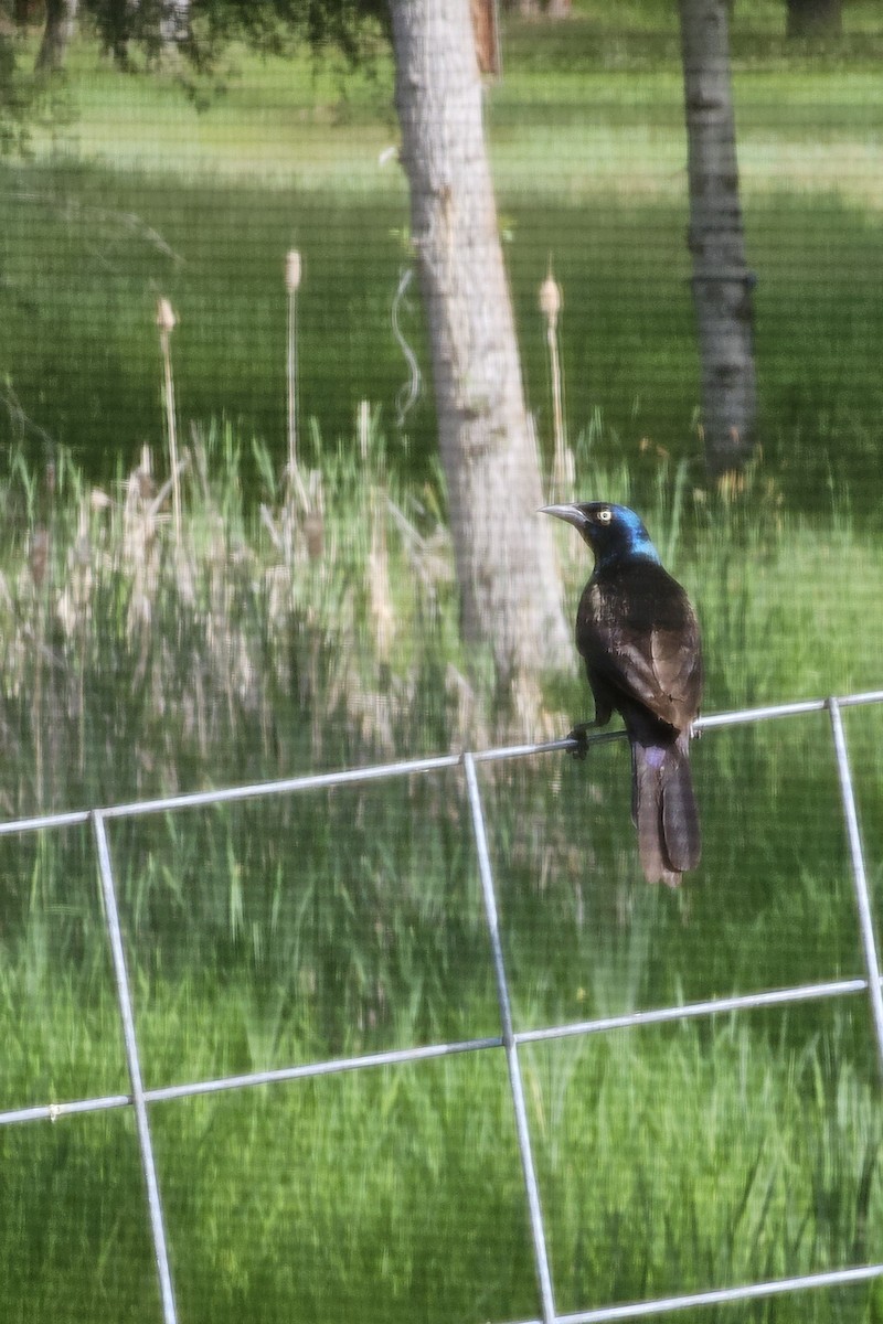 Common Grackle - ML620309484