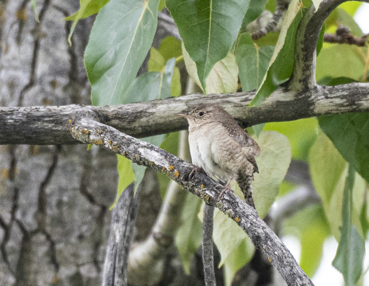 House Wren - ML620309496