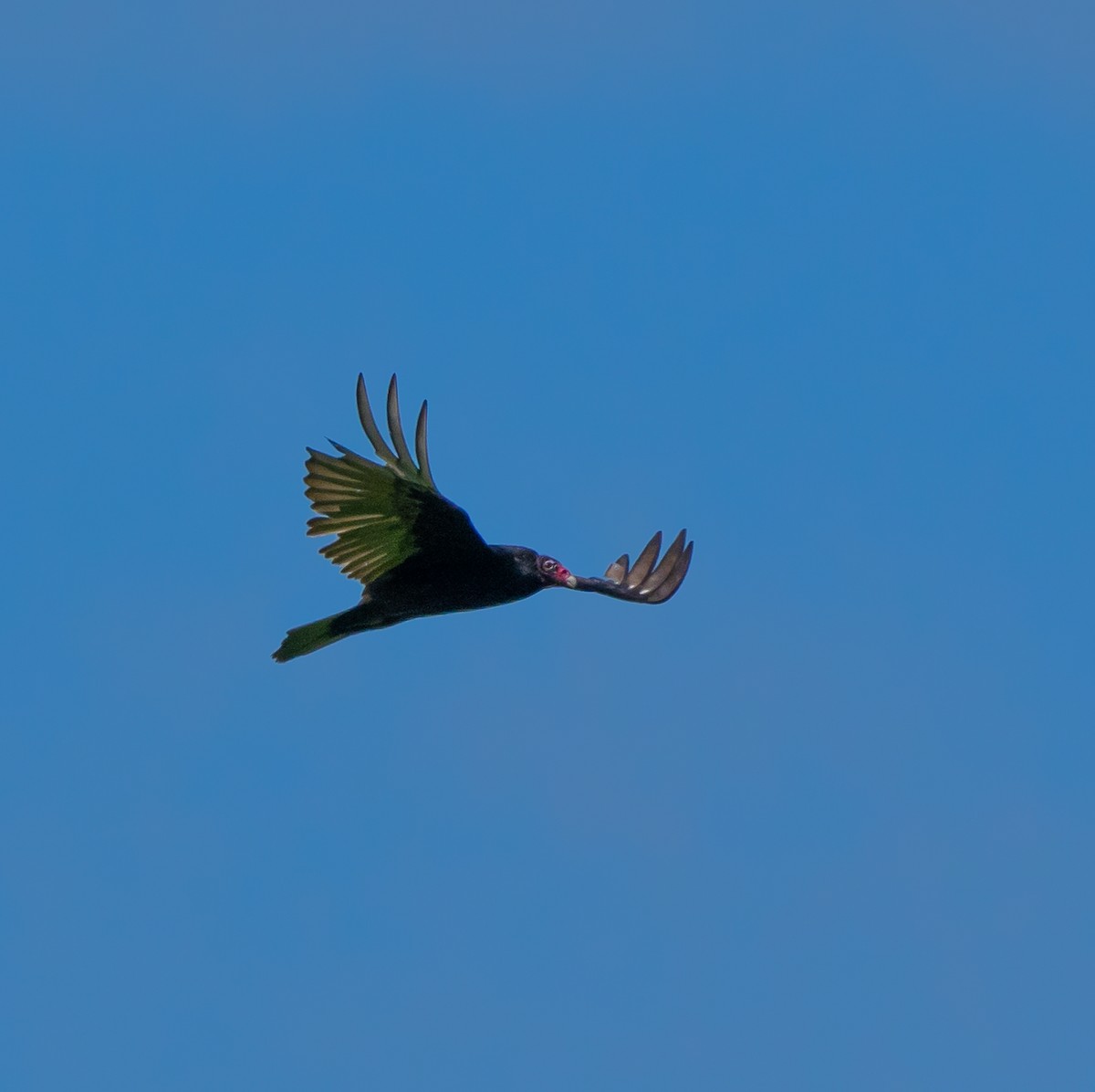 Turkey Vulture - ML620309503