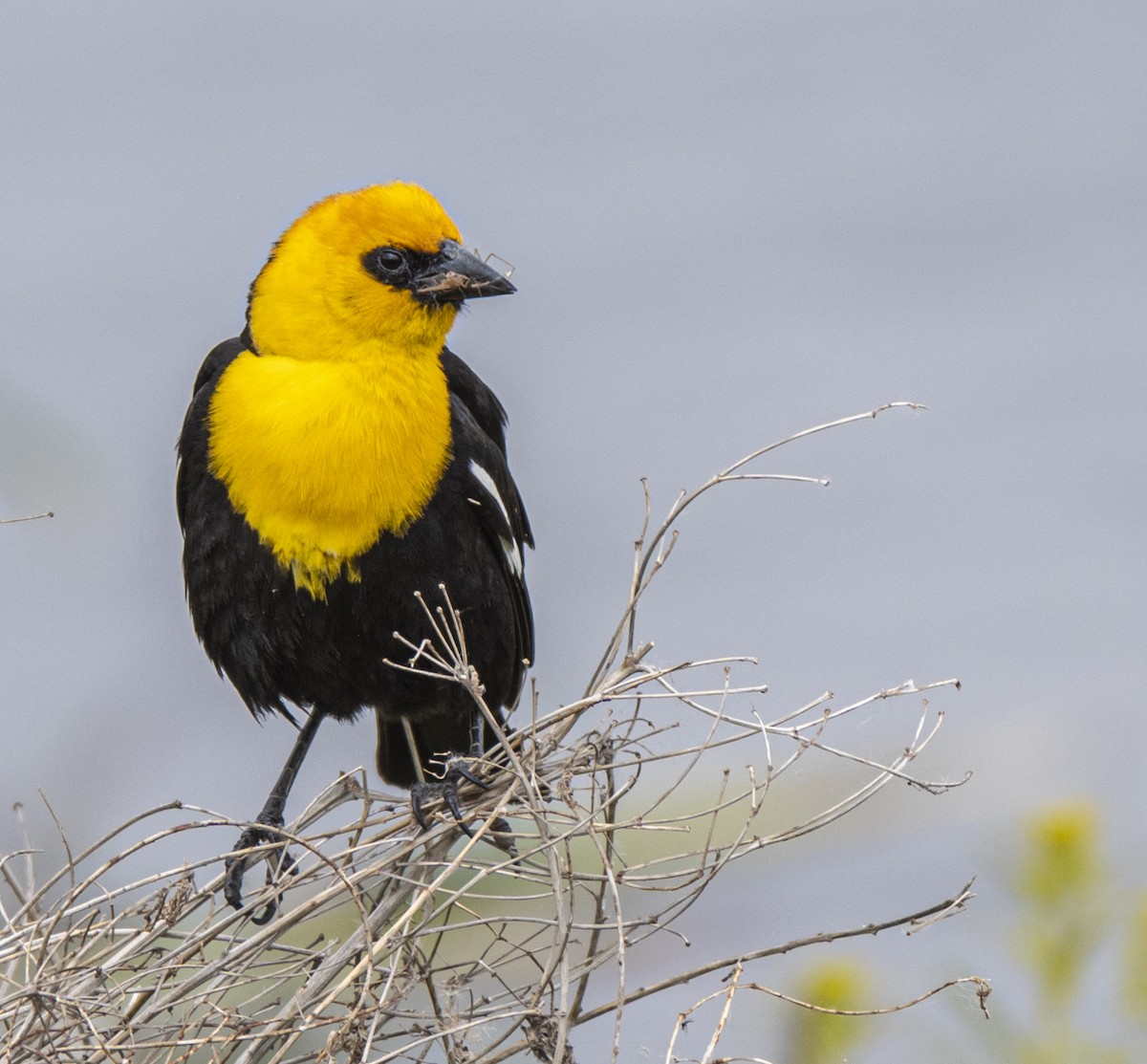 Yellow-headed Blackbird - ML620309504