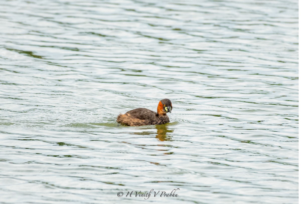 Little Grebe - ML620309506