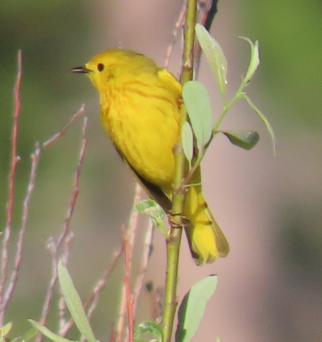 Paruline jaune - ML620309508