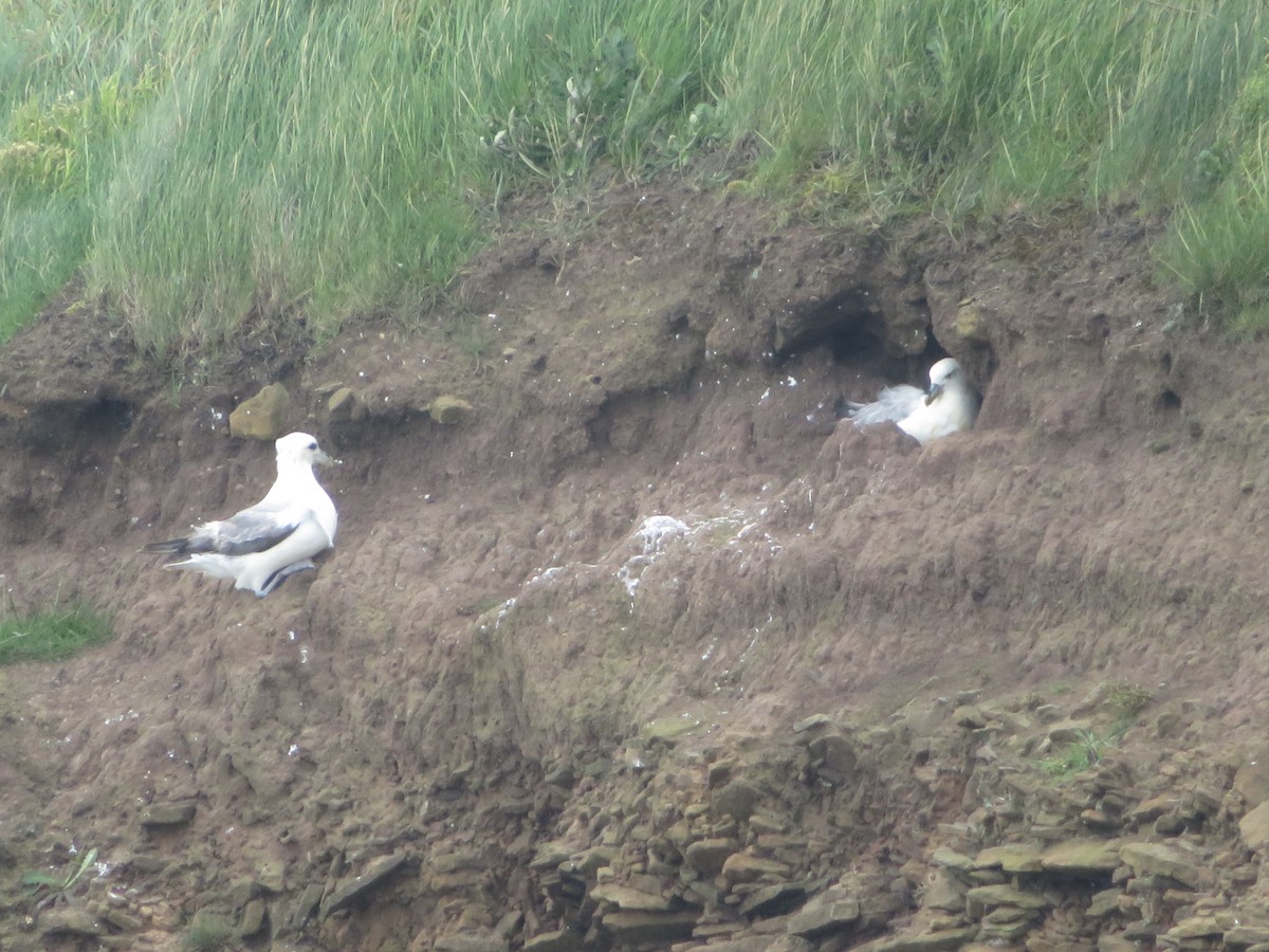 Northern Fulmar - ML620309510