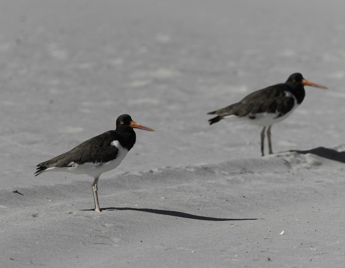 American Oystercatcher - ML620309516