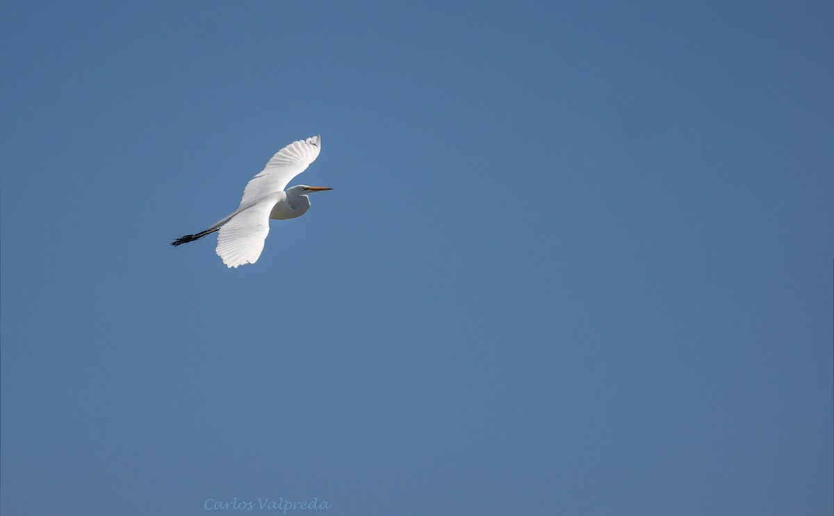 Great Egret - ML620309517