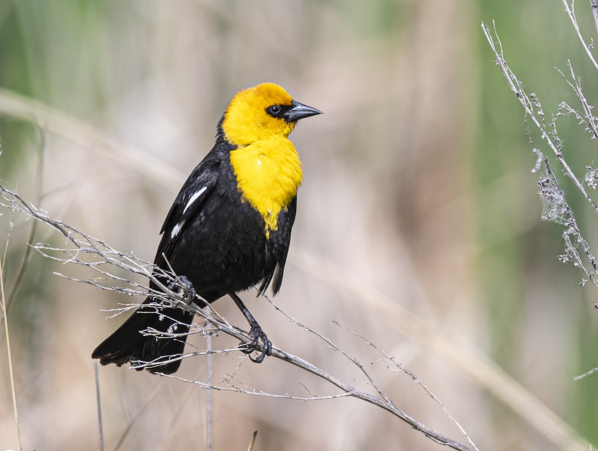 Yellow-headed Blackbird - ML620309518