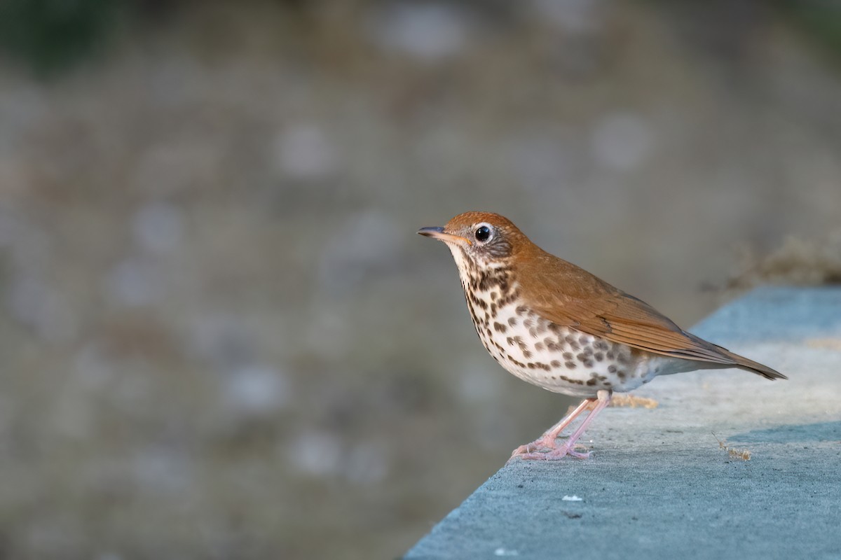 Wood Thrush - ML620309526