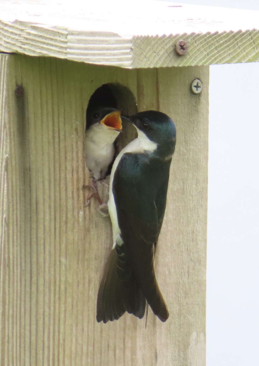 Tree Swallow - ML620309527