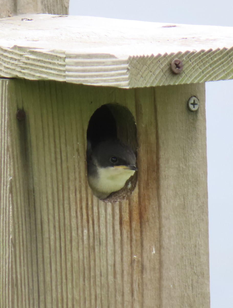 Tree Swallow - ML620309528