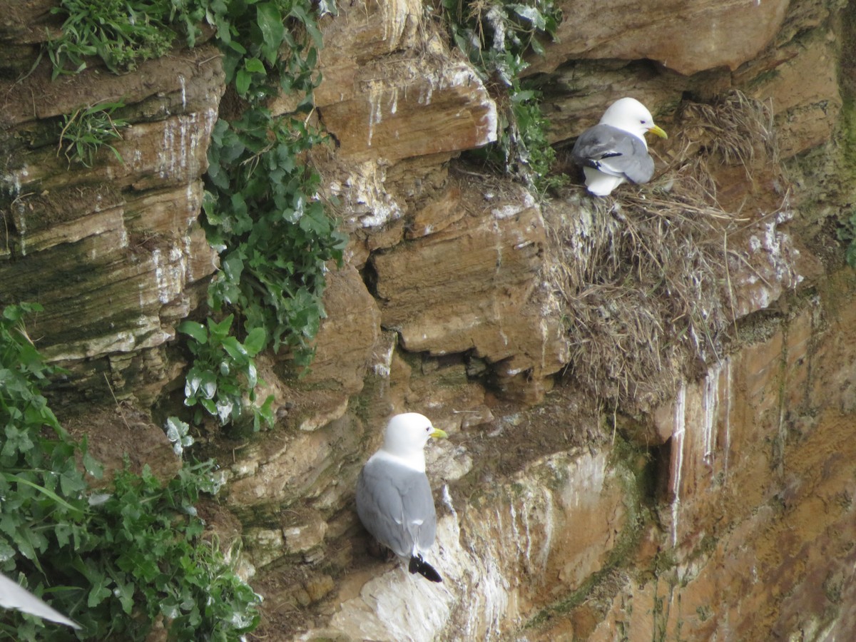 Black-legged Kittiwake - ML620309530