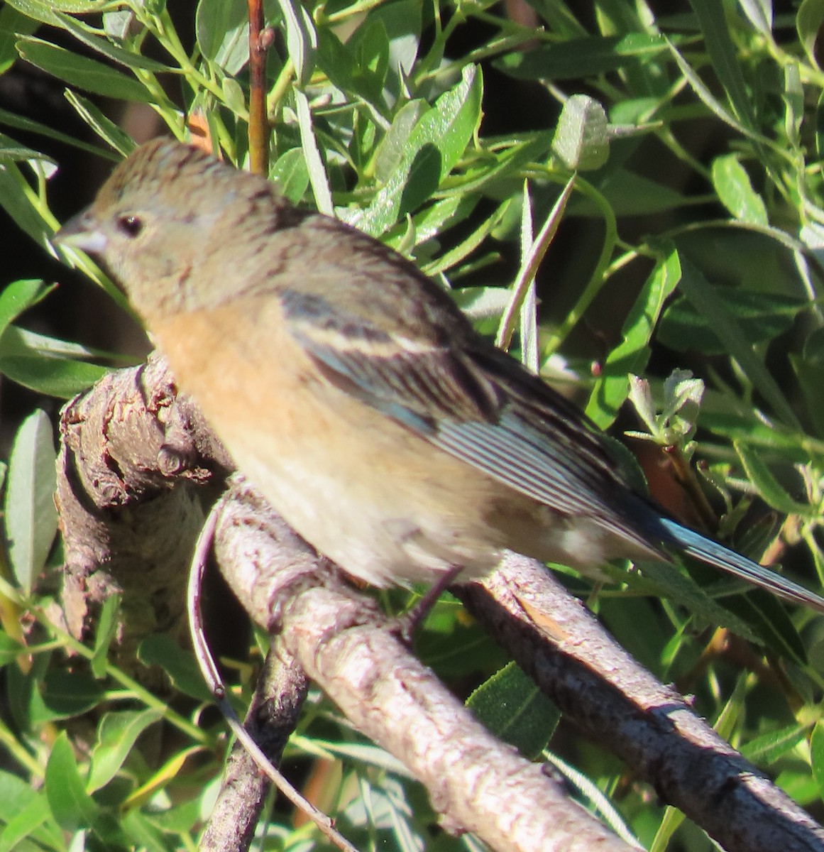 Lazuli Bunting - ML620309531