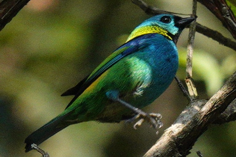 Green-headed Tanager - ML620309532