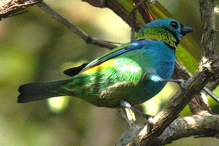 Green-headed Tanager - ML620309533
