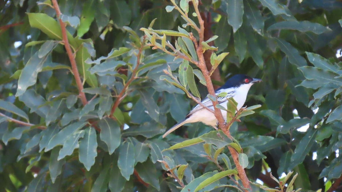 Black-backed Puffback - Ann Kovich