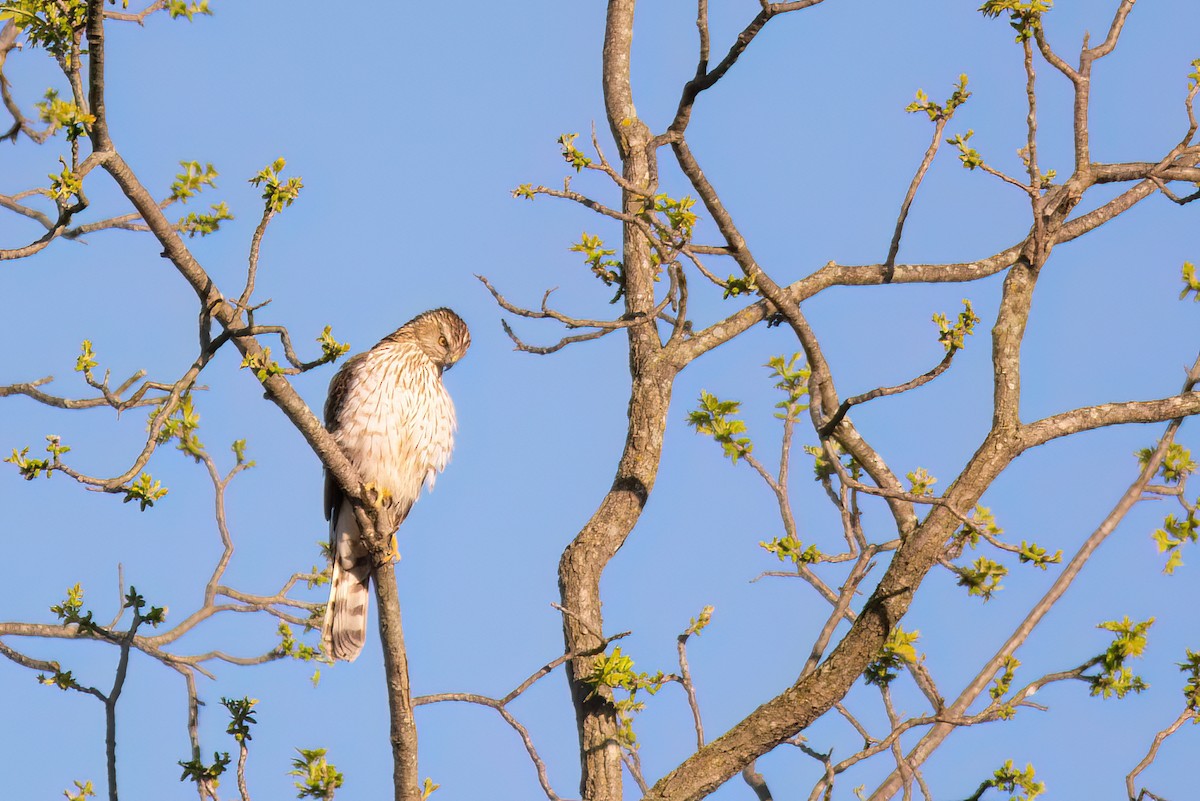 Cooper's Hawk - ML620309537