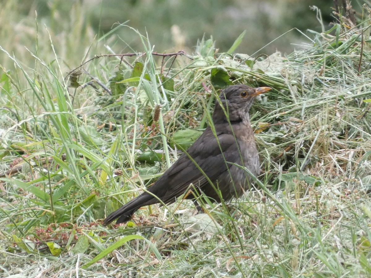 Eurasian Blackbird - ML620309545