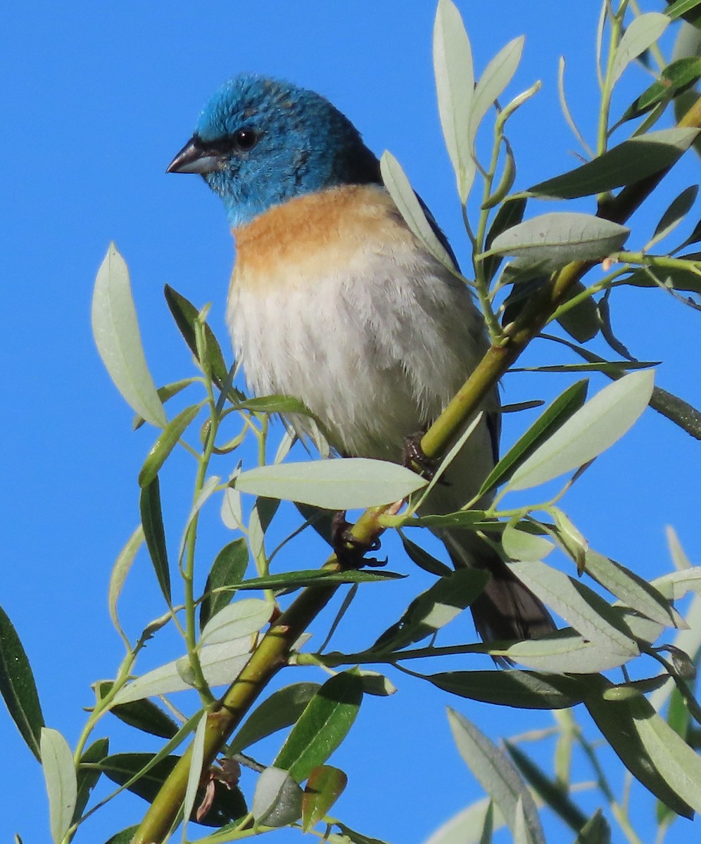 Lazuli Bunting - ML620309548