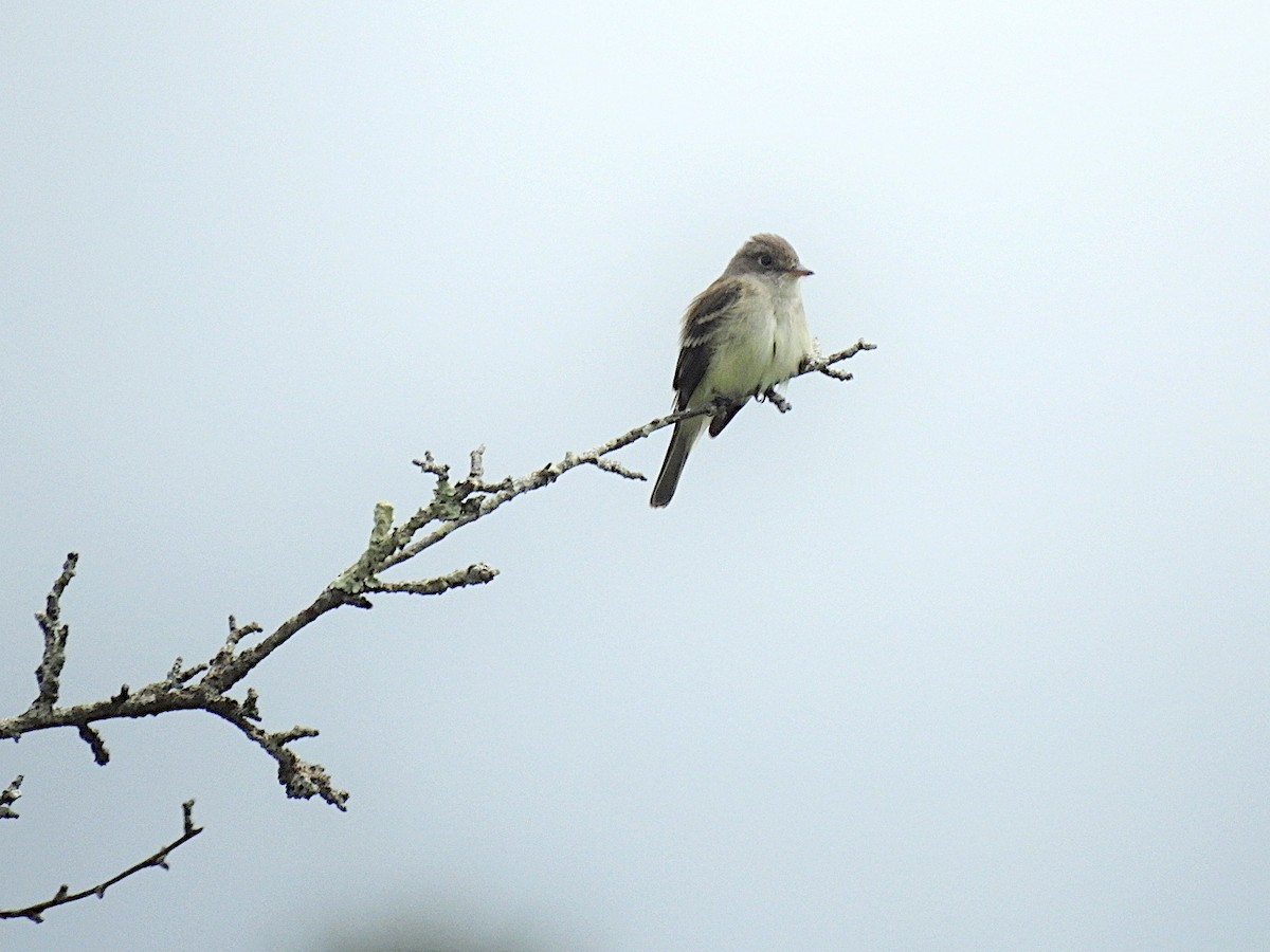 Willow Flycatcher - ML620309560