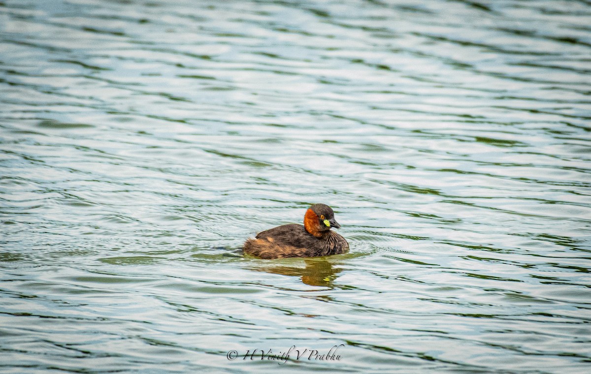 Little Grebe - ML620309561