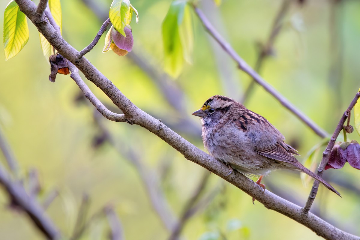 White-throated Sparrow - ML620309562