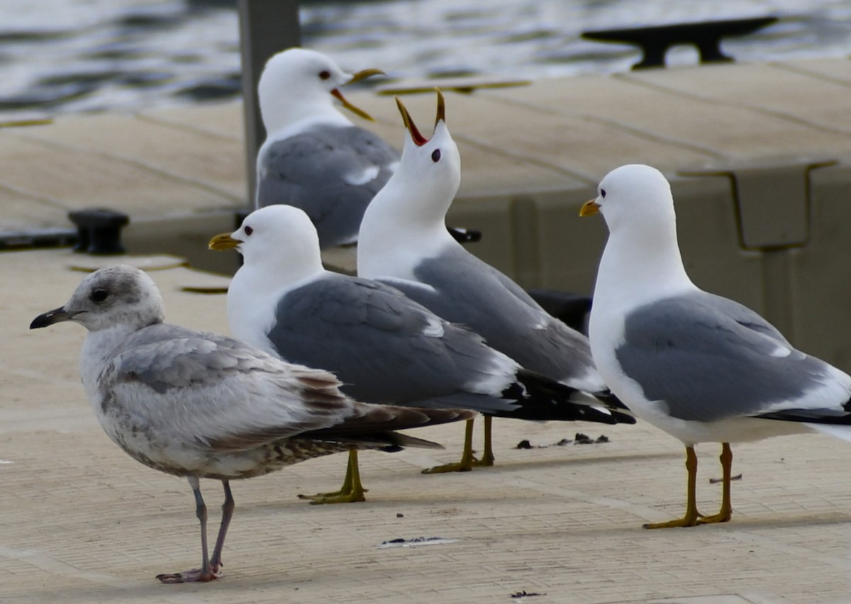 Short-billed Gull - ML620309564