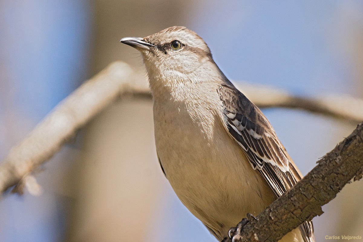 Chalk-browed Mockingbird - ML620309572