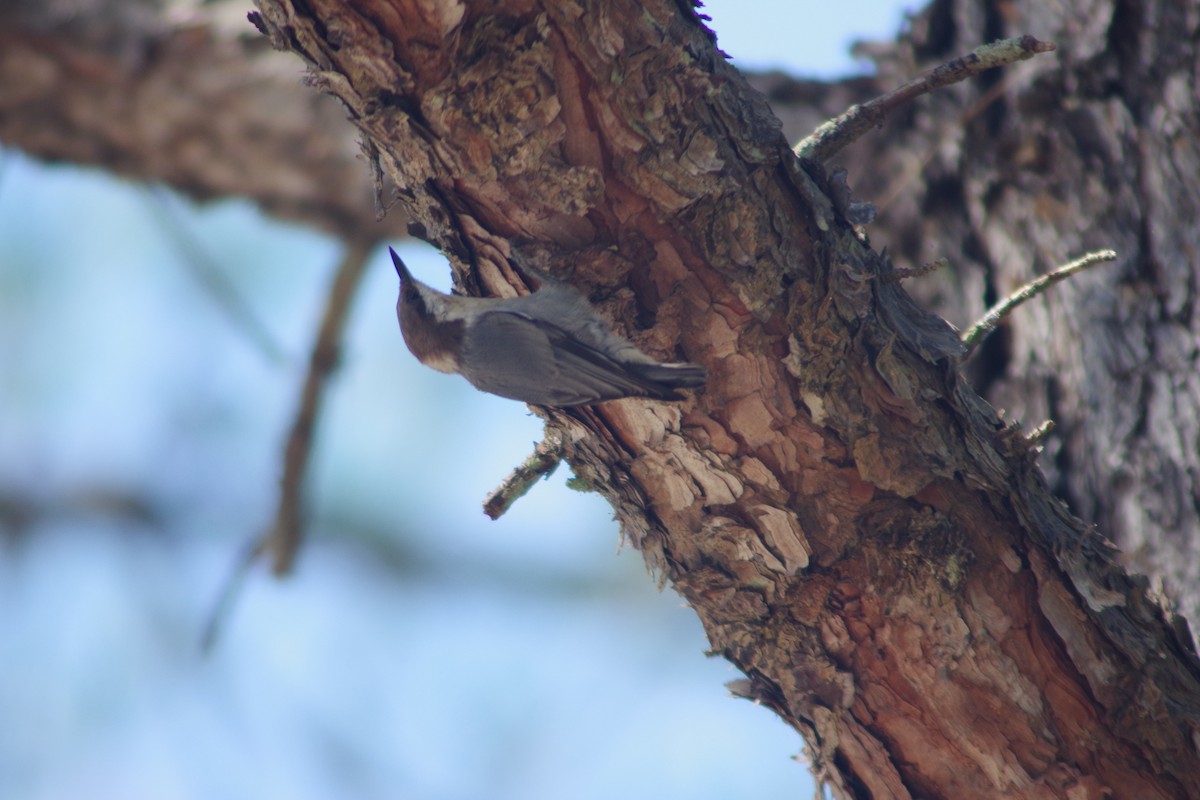 Brown-headed Nuthatch - ML620309573