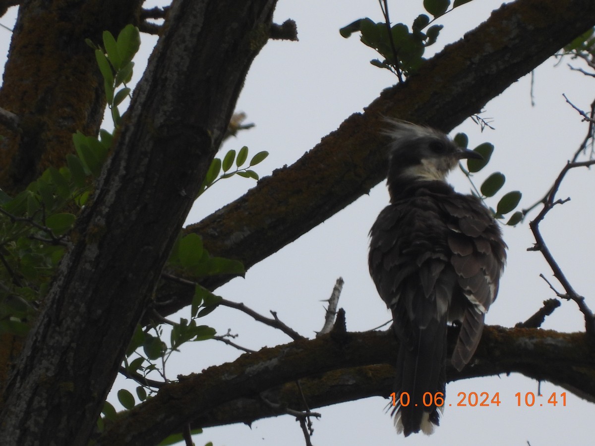 Great Spotted Cuckoo - ML620309575