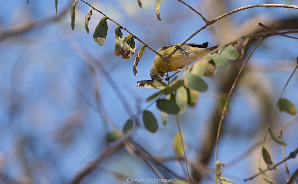 Hooded Siskin - ML620309576