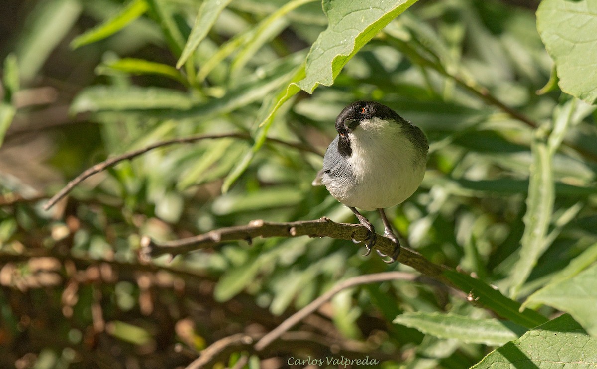Black-capped Warbling Finch - ML620309578