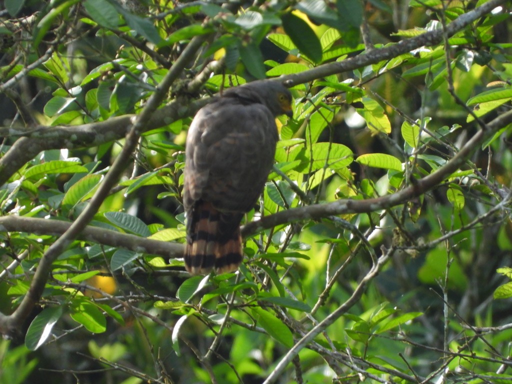 Roadside Hawk - ML620309579