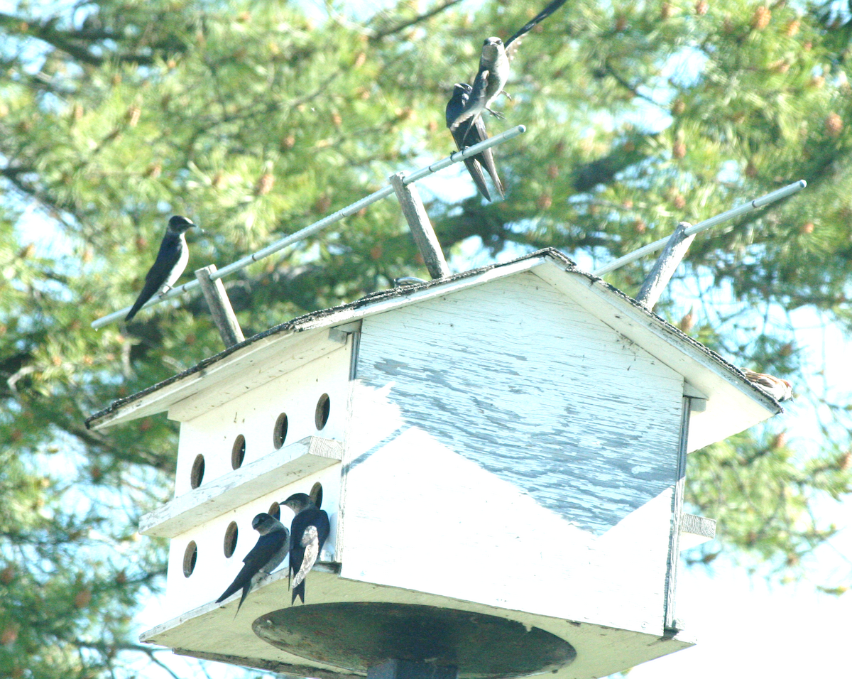 Purple Martin - ML620309580